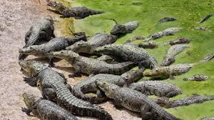 Puede indicar que tenemos muchos problemas en la vida. Que Significa Sonar Con Bastantes Cocodrilos