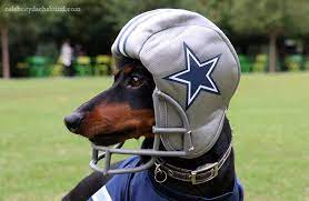Book Tour Part 5 The Big D Dallas Cowboys Dog Dog Football Cowboy Dog Costume