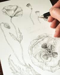Poppy Graphite Illustration By Nadia Corfini Illustration Botanicalillustration Graphite Drawing Flower Drawing Flower Art Botanical Illustration