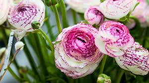 Image result for Ranunculus