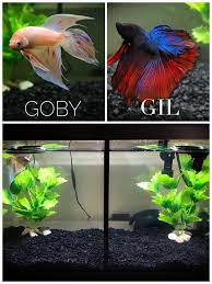 Buy betta plant at walmart.com. Easy Live Plants For Betta Aquariums Aquarium Aquascaping Forum 387050