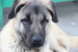 A single kangal pup may cost anywhere from $2,000 to $4,000. Kangal Dog Breed Info Pictures Characteristics Facts Doggie Designer