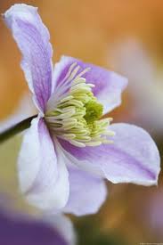 It is the most heavily scented clematis, and grows well in dry shade. Scented Clematis Sony A450 Tamron Af 55 200mm F4 5 6 Di Flickr