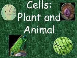 A human is alive what does it mean to be alive? Cells Plant And Animal Ppt Video Online Download