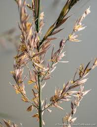 Image result for Oryza barthii