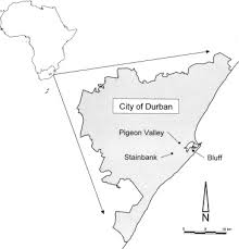 Image result for Oxyanthus pyriformis