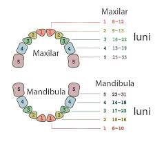 Acești dinți sunt situați chiar în partea din fațădentiție (4 de mai sus și la fel de mult mai jos). Dinti La 3 Luni