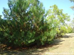 Image result for Dolichos pseudocajanus