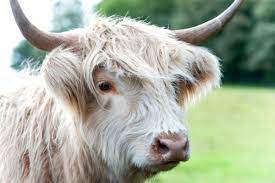 The Highland Cow Your Questions Answered Islay Cottages