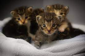 Place the new den in a warm, quiet place free from drafts, but be careful not to overheat them either. Caring For Orphaned Kittens Southtowns Animal Hospital