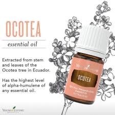 Image result for Ocotea