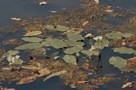 Image result for Ottelia exserta