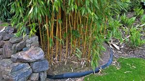 Maybe you would like to learn more about one of these? Bambus Pflanzen Pflegen Und Rhizomsperre Setzen Ndr De Ratgeber Garten