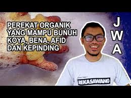 Cara membuat pupuk kompos alami dari sampah organik dan kotoran hewan. Cara Buat Racun Organik Mesra Alam Jadam Wetting Agent Jwa