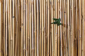 I really love creating my own bamboo planter to place in my garden out of harvested bamboo stalks. Top 5 Uses For Bamboo Plants Earthpedia Earth Com