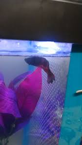 Betta Gills Are Inflamed My Aquarium Club