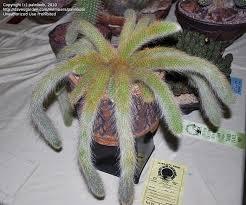 Image result for Cola natalensis