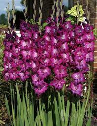 Want Long Lasting Tall Spikes Of Purple Blooms Plant Several Value Bags Of These Purple Gladiolus And Make Your Gladiolus Flower Gladiolus Birth Month Flowers