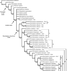 Image result for Cenchrus unisetus