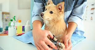 how to cut a dog s nails without clippers