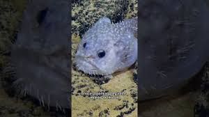 Image result for Sladeniaceae