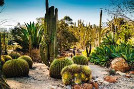 At 37 acres (150,000 m2), the garden includes rare bamboo groves (said to be the largest bamboo collection in the united states), desert gardens, a tropical rainforest. Taking A Moment At The 1935 Old Cactus Garden In Balboa Park Travel Pockets