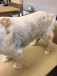 The coat is rough and the undercoat is soft and woolly. When Will My Chow Chow Grow Fur Again After He Was Groomed Quora