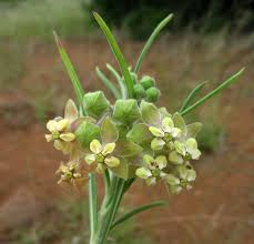 Image result for Gomphocarpus semilunatus