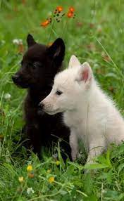 Check spelling or type a new query. Baby Animals Photo White And Black Wolf Cubs Baby Animals Baby Wolves Animals