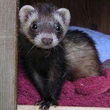 180 My Ferrett Ideas Cute Ferrets Ferret Pet Ferret