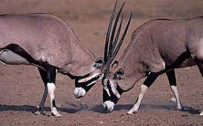 It is a relatively new country, having achieved its independence in 1990. Namib Desert Southwestern Africa Wwf