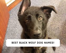 Maybe you would like to learn more about one of these? 87 Best Black Wolf Names 2021 We Love Doodles