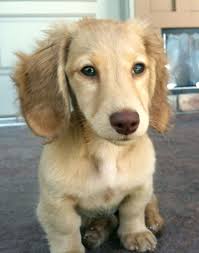 Willa Chocolate Based Cream Longhair Dachshund Puppy Dachshund Breed Dachshund Clever Dog