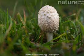 Image result for Coprinus comatus