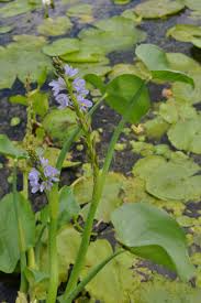 Image result for Monochoria africana