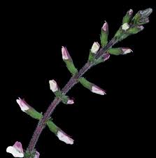 Image result for Fuirena leptostachya