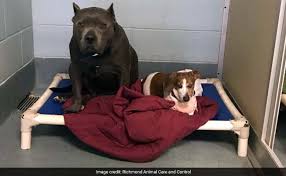 These kitties are looking for their furever home. Blind Dachshund And His Guide Dog Were Adopted Together Then One Was Found Wandering 100 Miles Away