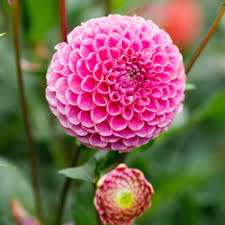 Image result for Dahlia x pinnata `Pompon Lilliput`