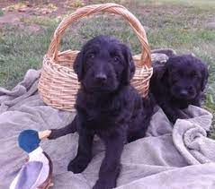 We provide our puppies with committed and loving homes. View Ad Labradoodle Puppy For Sale Near Michigan Holly Usa Adn 45285