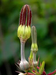Image result for Ceropegia meyeri