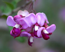 Image result for Securidaca longepedunculata