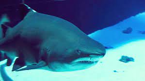 der weisse hai im meereszentrum fehmarn weisserhai fehmarn meereszentrum weisser hai weisse haie fehmarn