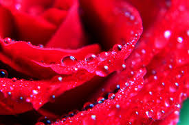 Download hd rose wallpapers best collection. Free Download Beautiful Rose Flower Wallpaper Hd Tumblr For Walls For Mobile Phone 1600x1067 For Your Desktop Mobile Tablet Explore 50 Pretty Roses Wallpapers Pretty Pink Wallpapers Beautiful Roses