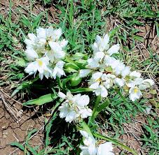 Image result for Chlorophytum gallabatense