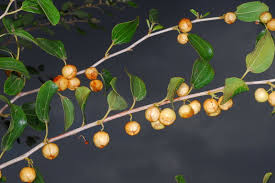 Image result for Ziziphus