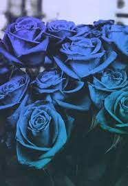 صور ورد للمرتبطين وباقات زهور متنوعة وخلفيات ورود مذهلة موقع مصري Blue Roses Wallpaper Blue Roses Rose Wallpaper