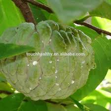 Lightly dampen a piece of paper towel. Touchhealthy Supply Custard Apple Seeds For Planting As Fruit Tree Seeds Products China Touchhealthy Supply Custard Apple Seeds For Planting As Fruit Tree Seeds Supplier