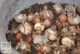 Bulbes En Pot Idee De Composition Jardipartage Bulbes Planter Des Bulbes Pots