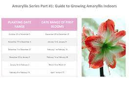 Amaryllis Flower Indoor Best Flower Wallpaper