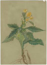 Image result for Senecio latifolius